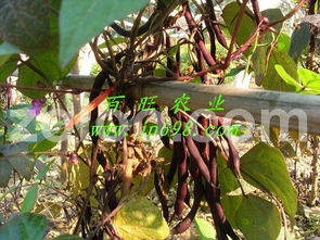 长期销售紫芸豆种子