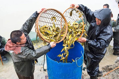 武汉渔水源水产养殖;黄骨鱼养殖实现您的养殖梦想