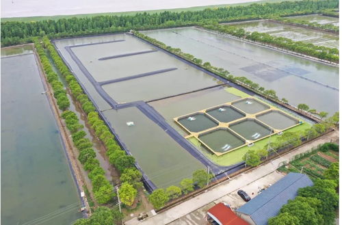上海崇东水产养殖专业合作社 让高端水产品在工厂化 养殖小区 茁壮成长